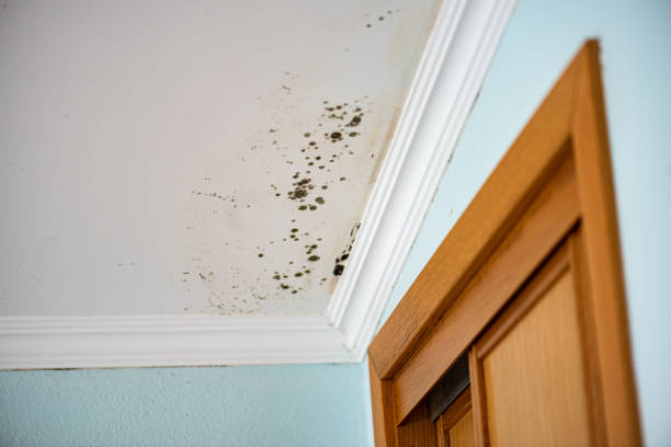 Best Kitchen Mold Remediation in Seminole Manor, FL