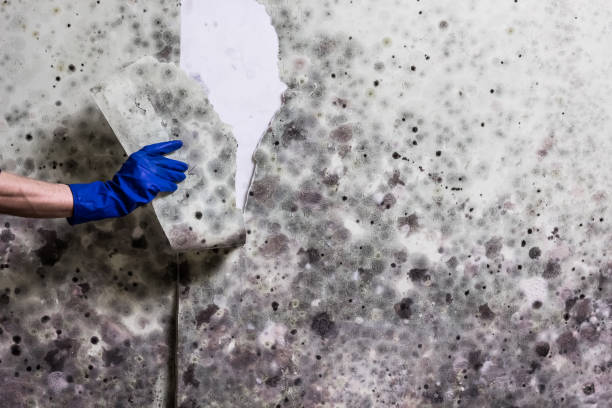 Best Industrial Mold Remediation in Seminole Manor, FL